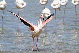 Greater Flamingo