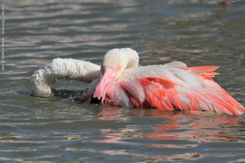Flamant rose, soins