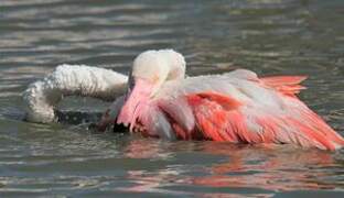 Flamant rose