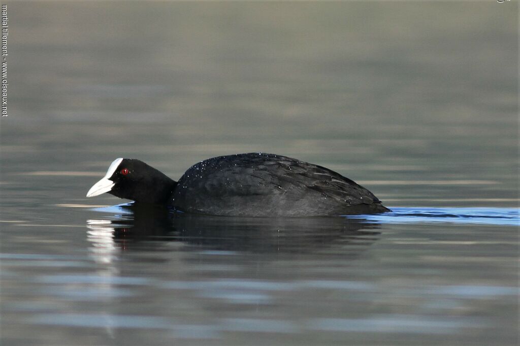 Eurasian Coot