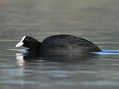 Eurasian Coot