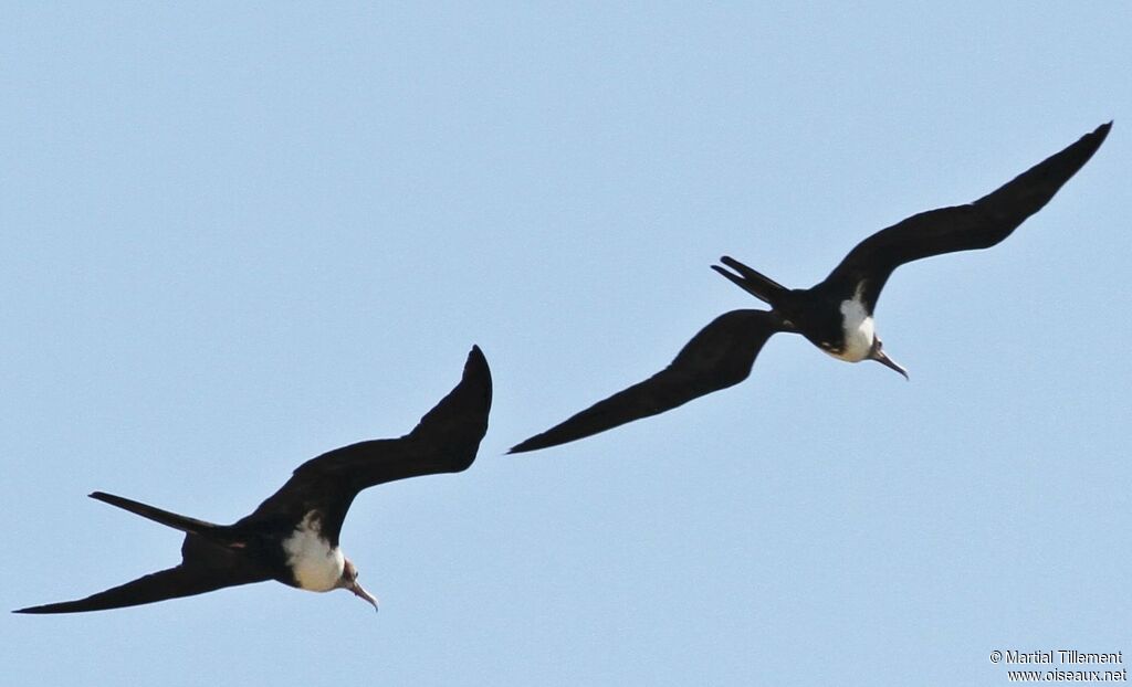 Lesser Frigatebird