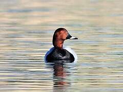 Common Pochard