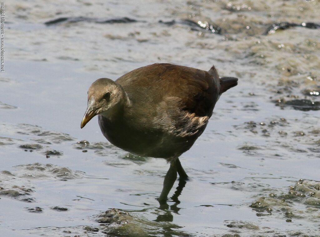 Gallinule poule-d'eaujuvénile