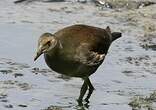 Gallinule poule-d'eau