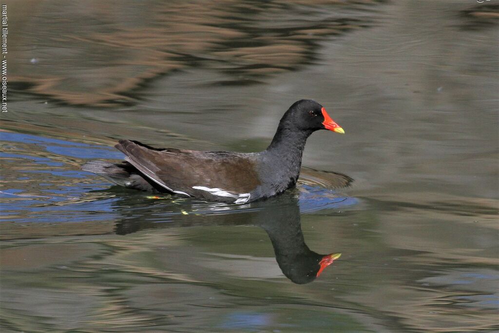 Common Moorhen