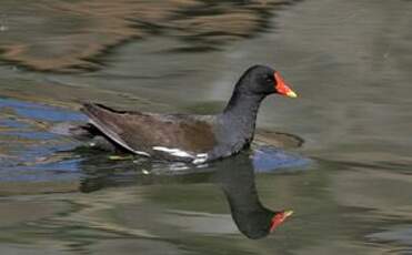 Gallinule poule-d'eau