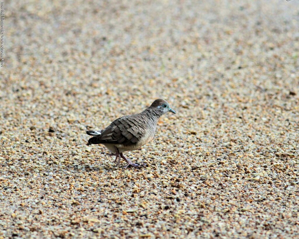 Zebra Dovejuvenile