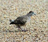 Zebra Dove