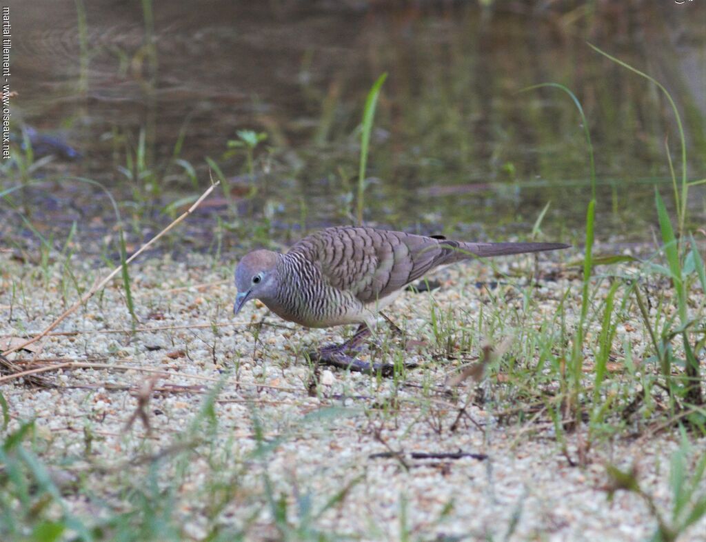 Zebra Dove