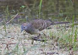 Zebra Dove