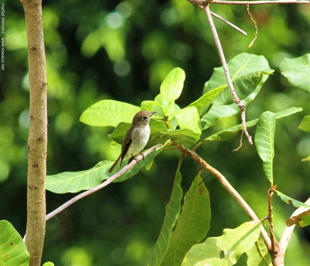 Asian Brown Flycatcher