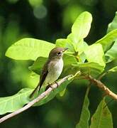 Asian Brown Flycatcher