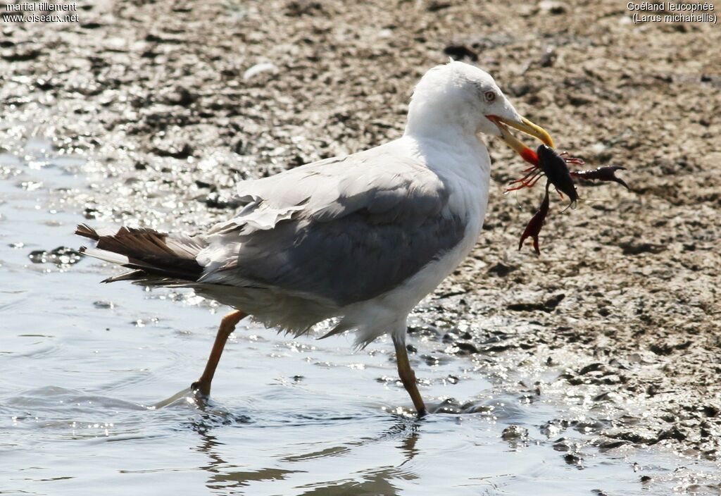 Goéland leucophéeadulte, mange