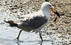 Yellow-legged Gull