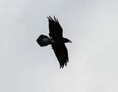 Northern Raven