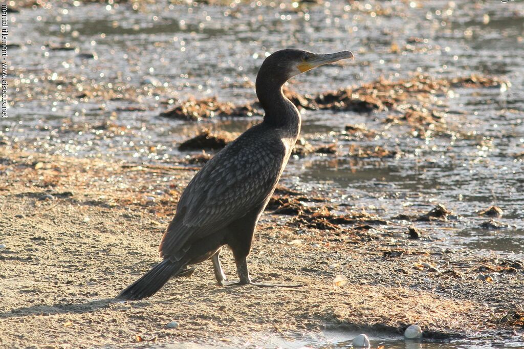 Great Cormorant