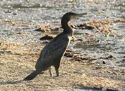 Great Cormorant