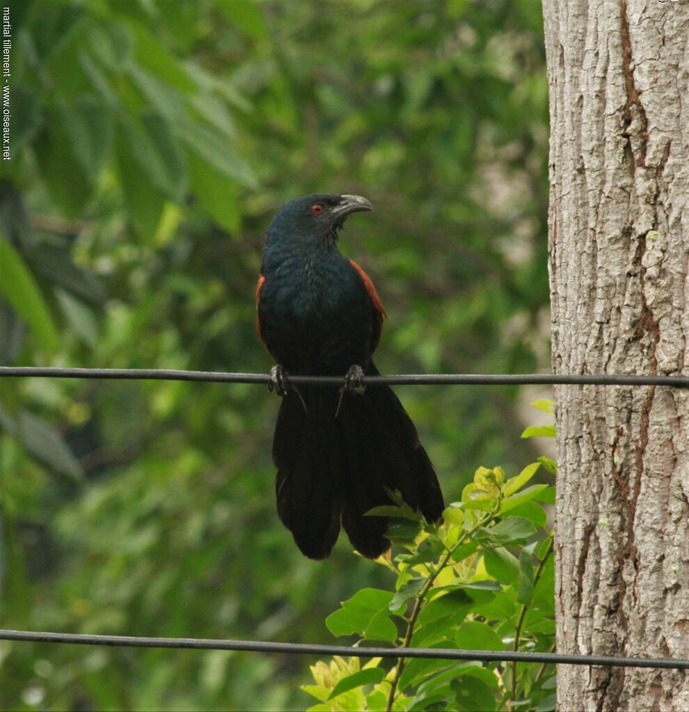 Grand Coucal