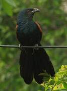 Greater Coucal