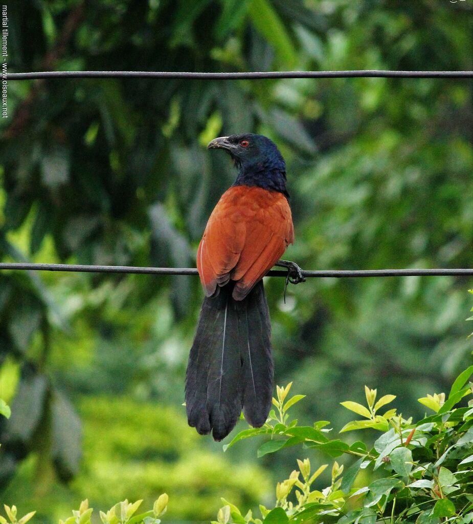 Grand Coucal