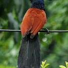 Grand Coucal