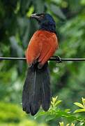 Greater Coucal