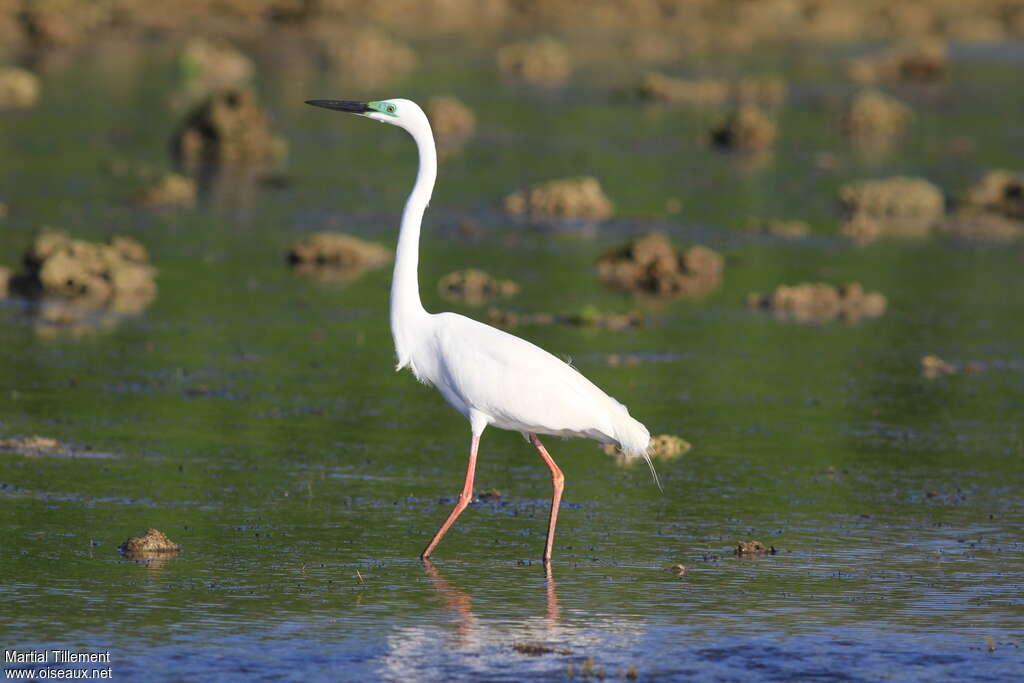 Great Egretadult breeding, identification