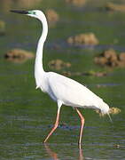 Grande Aigrette