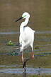Grande Aigrette