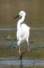 Grande Aigrette