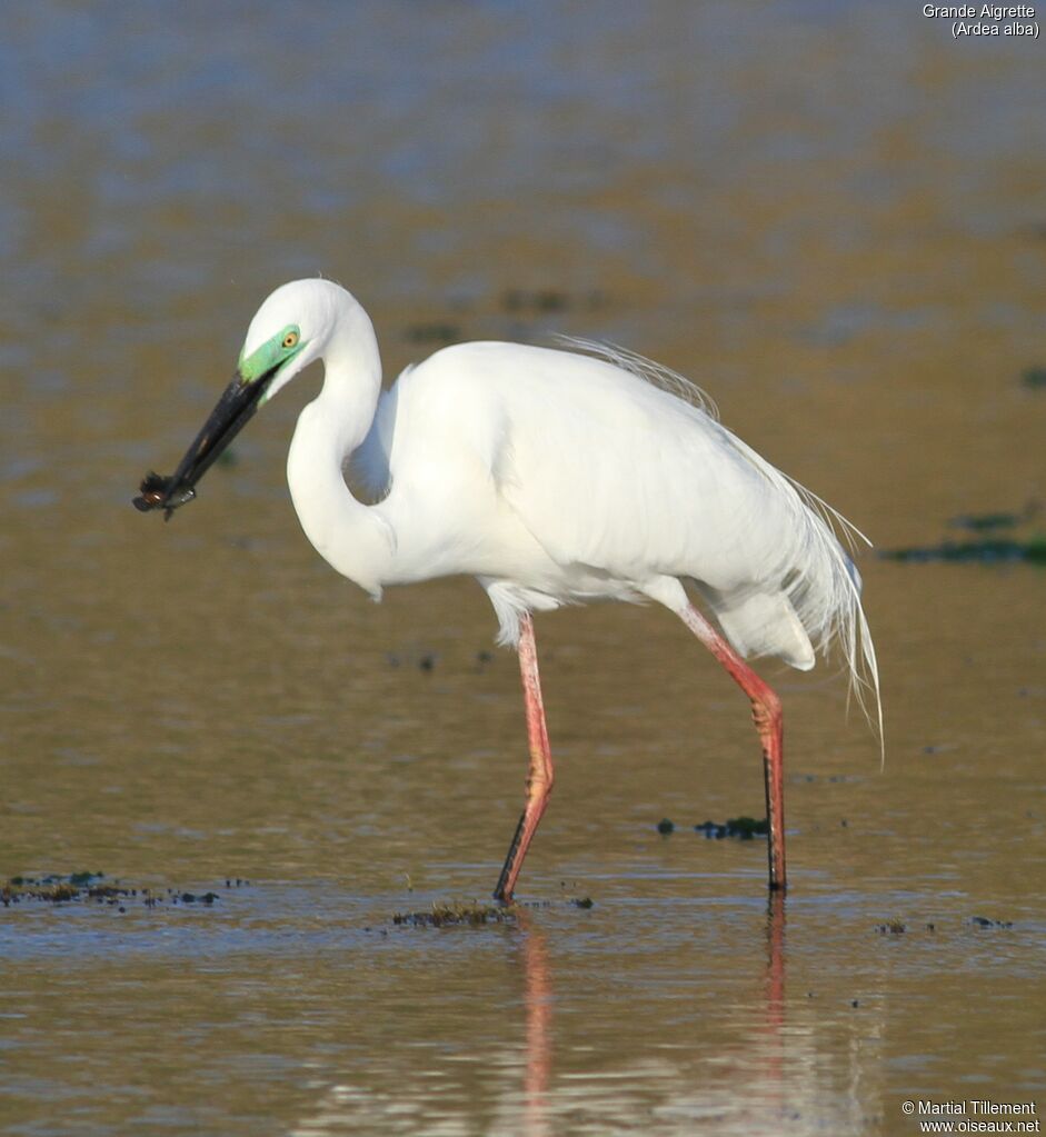 Great Egret