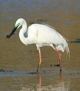 Grande Aigrette