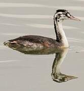 Great Crested Grebe