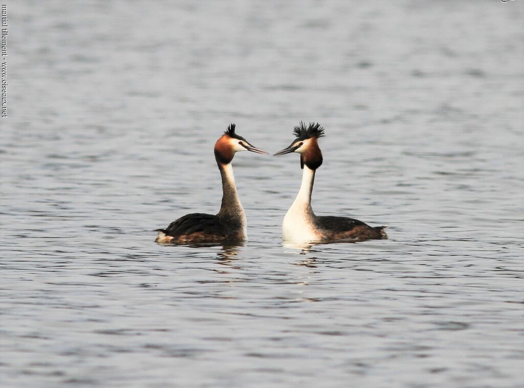 Great Crested Grebe