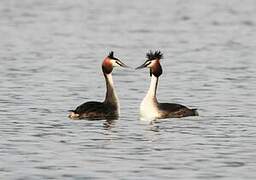 Great Crested Grebe