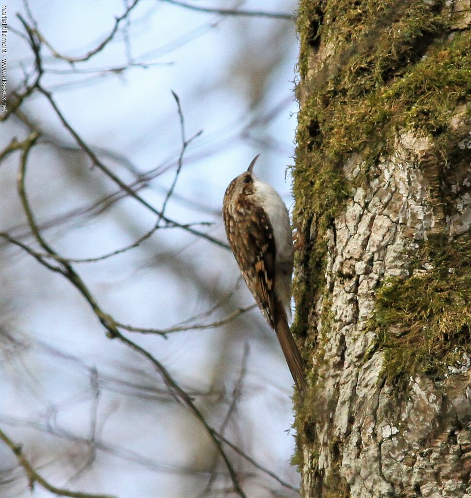 Eurasian Treecreeperadult