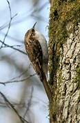 Eurasian Treecreeper