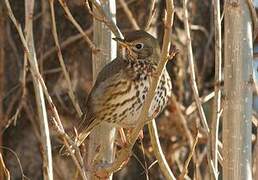 Song Thrush