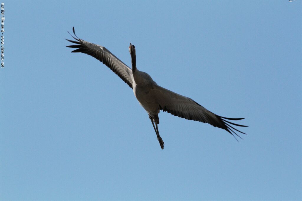 Common Craneadult