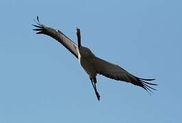 Common Crane