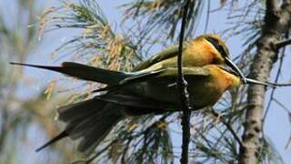 Blue-tailed Bee-eater