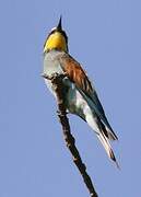 European Bee-eater