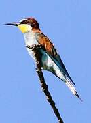 European Bee-eater