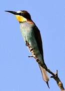 European Bee-eater