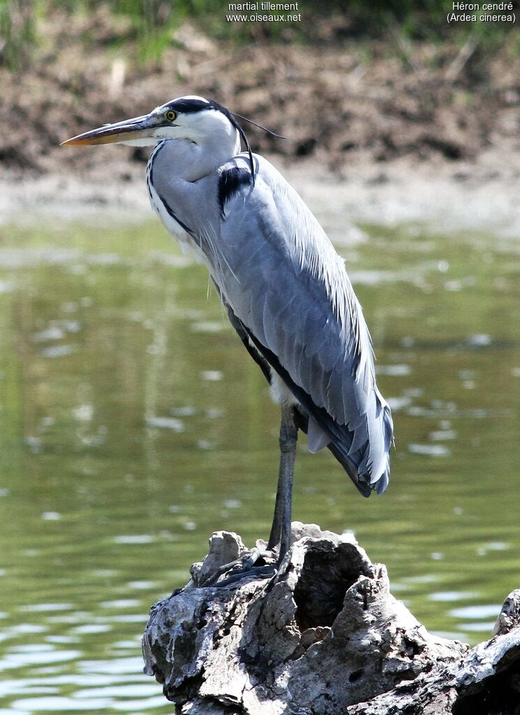 Grey HeronSecond year