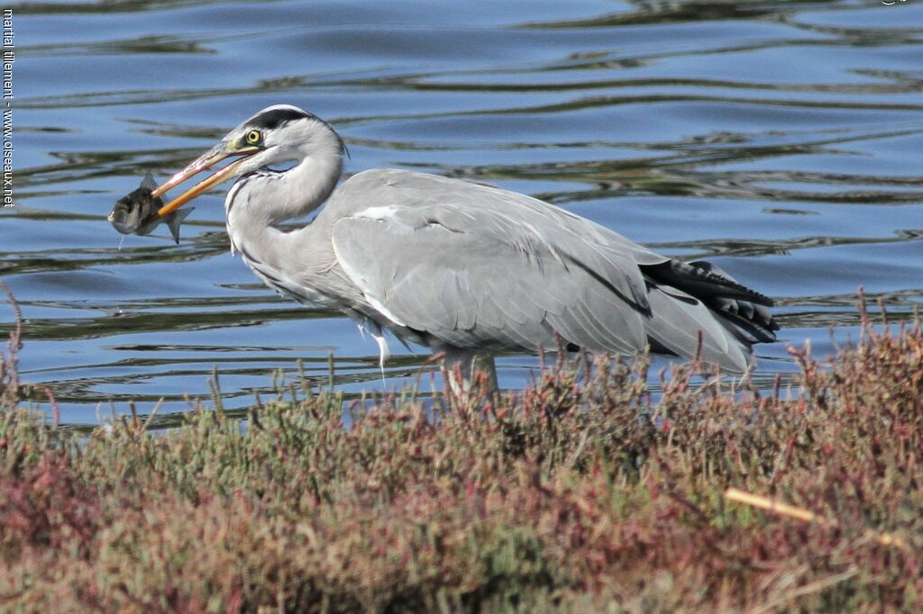 Grey Heron