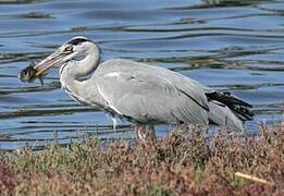 Grey Heron