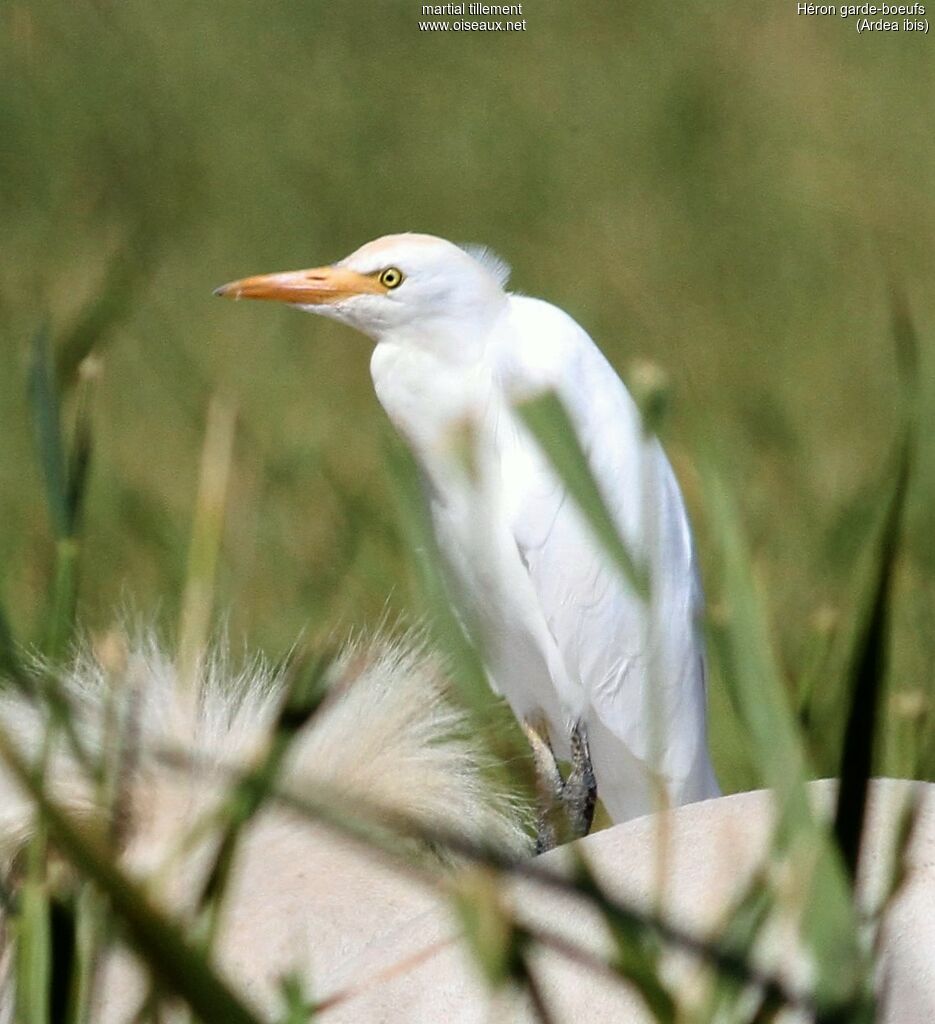 Western Cattle Egret