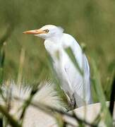 Western Cattle Egret